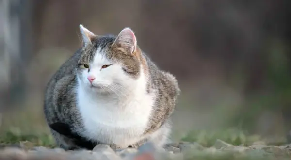 Gato atigrado blanco y gris, sentado al aire libre. ¿Cuántos años vive un gato gordo? Este felino parece saludable y feliz.
