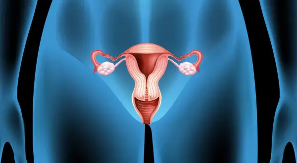 Anatomical illustration of female reproductive organs, showing the uterus, fallopian tubes, ovaries, and cervix. The cervix appears slightly dilated, suggesting changes after fertilization.