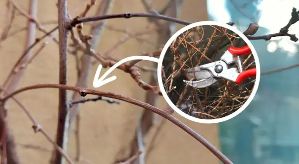 Przycinanie pędów mini kiwi. Strzałka wskazuje miejsce cięcia, a w okręgu sekator z czerwonymi rączkami.