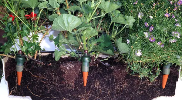Gröna växter med röda blommor och lila blommor i en låda. Tre gröna droppbevattningskottar är nedstuckna i jorden, kopplade till ett självvattningssystem.