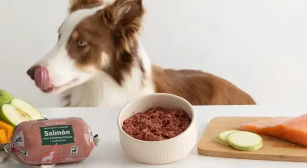 Perro curioso olisquea ingredientes para dieta barf cachorros: salmón, calabaza, manzana, calabacín y brócoli.