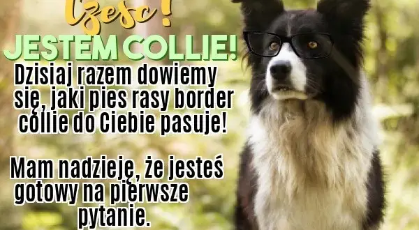 Border collie czy golden retriever – który pies lepiej pasuje do Ciebie?