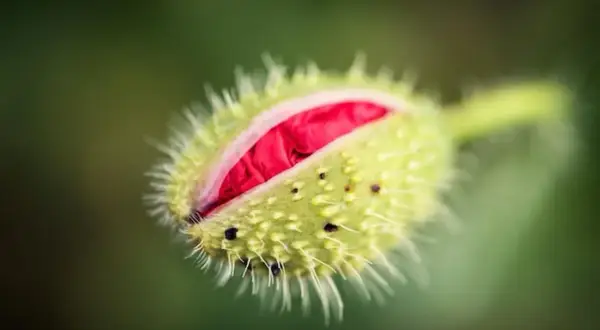 Pączek maku, gotowy do rozkwitu, uchwycony techniką focus stacking.
