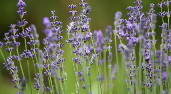 Fioritura lavanda in un campo verde, con spighe viola che si stagliano sullo sfondo sfocato.