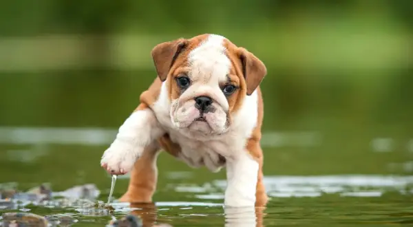 Un tierno bulldog inglés cachorro, con manchas marrones y blancas, se aventura en el agua, levantando una pata con gotas cayendo.
