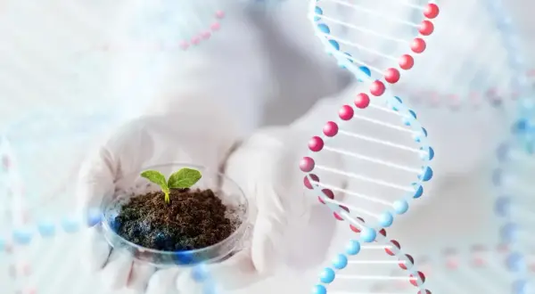 Ręce w rękawiczkach trzymają szalkę Petriego z młodą rośliną. W tle widoczne są spiralne struktury DNA, symbolizujące pracę w dziedzinie biotechnologii.