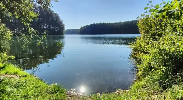 Spokojna tafla jeziora odbija błękitne niebo i gęsty las. Wokół bujna zieleń, trawy i krzewy tworzą malowniczy krajobraz dąbrówki leśnej.