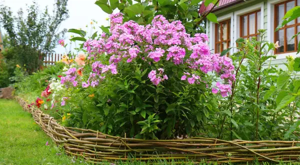 Ein üppiger Phlox-Standort blüht in einem Garten neben einem Haus. Der niedrige Weidenzaun umrahmt die bunten Blumen.