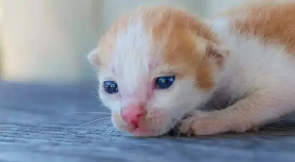 ¿Con cuántos días abren los ojos los gatos? Lo que necesitas saber