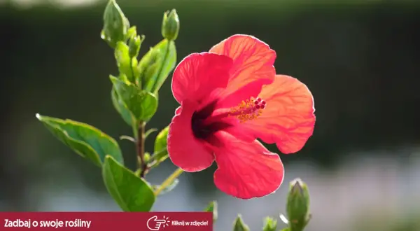 Czerwony hibiskus w pełnym rozkwicie, otoczony zielonymi liśćmi i pąkami. Pytanie o to, jaka ziemia dla hibiskusa, sugeruje troskę o jego wzrost.