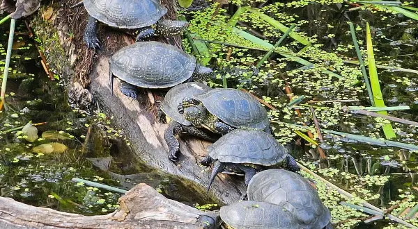 Kilka żółwi piżmowych wygrzewa się na pniu drzewa w wodzie porośniętej zielonymi roślinami.