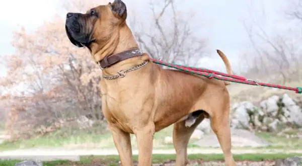Imponente presa canario con collar de cuero y cadena, paseando con correa roja y verde.