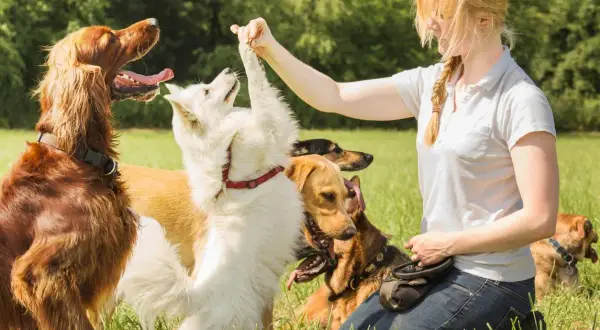 Mujer entrenar a tu perro en un campo verde con varios perros, uno blanco le da la pata.
