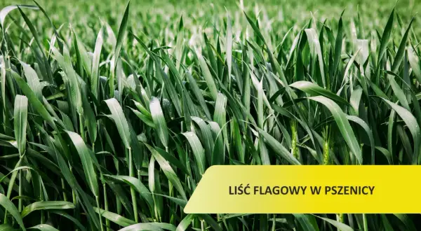 Zielone, wilgotne źdźbła pszenicy, z widocznym liściem flagowym. Tło rozmyte, zielone.