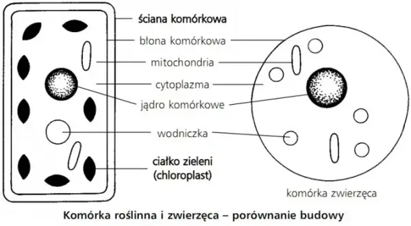 Czym różni się komórka roślinna od zwierzęcej? Kluczowe różnice, które musisz znać