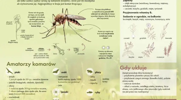 Komar kłuje, a nie gryzie. Ten owad, choć mały, potrafi być uciążliwy.