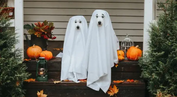 Jak zrobić ozdoby Halloween? Proste DIY dla każdego!
