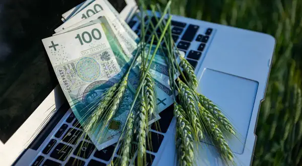 Złote polskie i kłosy zboża na klawiaturze laptopa. Czas na złożenie wniosków o dopłaty rolnicze.