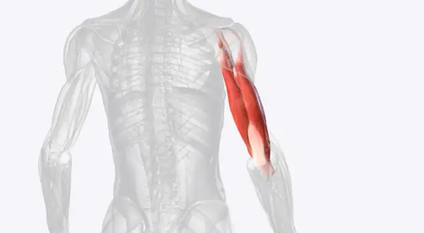 Der Triceps brachii Muskel am menschlichen Oberarm, rot hervorgehoben.