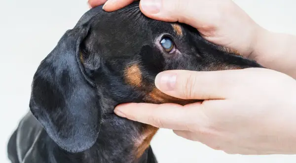 Manos examinando el ojo de un perro salchicha con opacidad, posible signo de glaucoma en perros.