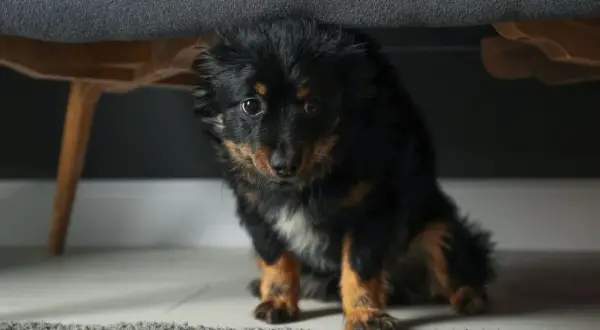 Perro negro y marrón asustado se esconde bajo un sofá. Sus ojos reflejan el miedo, parece que mi perro me tiene miedo.