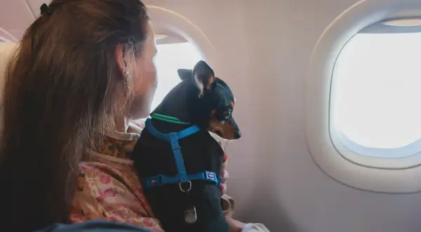 Kobieta z psem w szelkach siedzi przy oknie samolotu. Czy Ryanair przewozi psy? Tak, ten mały podróżnik leci z nią!