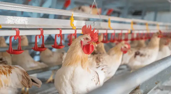 Ein junges Huhn blickt neugierig in die Kamera, während andere Hühner im Hintergrund in einem modernen Stall sitzen.