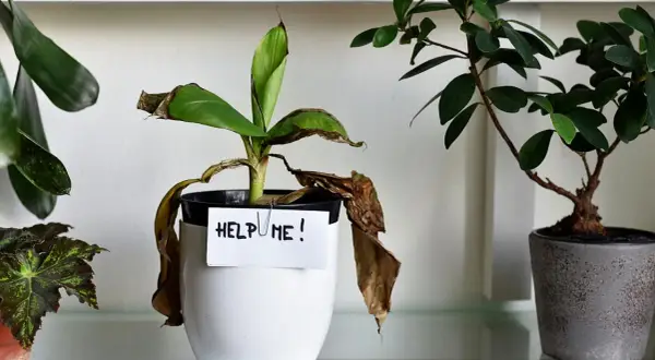 Roślina w doniczce z kartką "HELP ME!" pokazuje, ile wytrzymają kwiaty bez wody. Liście są suche i brązowe.