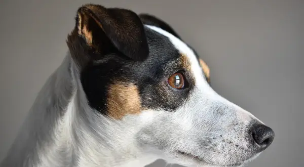 Skuteczne metody, jak wytresować jack russell terrier bez frustracji