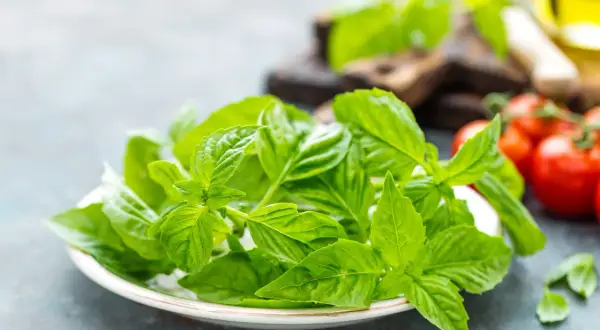 Świeża bazylia w ciąży, gotowa do dodania aromatu do letnich potraw. Obok pomidory i oliwa.
