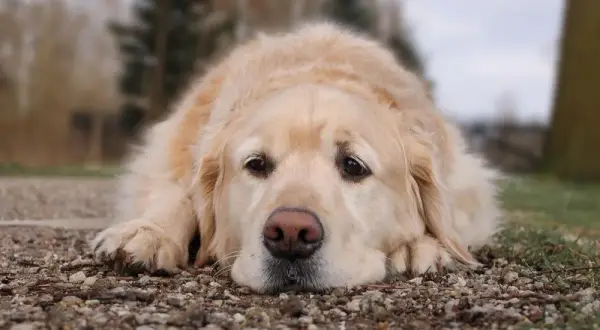 Jak umiera golden retriever - najczęstsze przyczyny i objawy śmierci