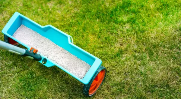 Siewnik z nawozem, który wygląda jak drobny popiół, rozsypuje się po trawniku.