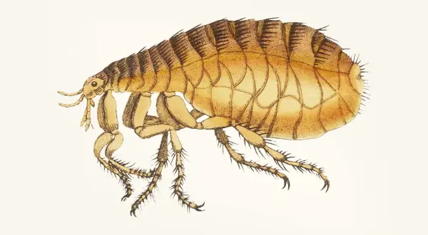 Ilustracja przedstawia pchłę ludzką i zwierzęcą, szczegółowy rysunek owada z widocznymi odnóżami i segmentowanym ciałem.