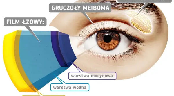 Anatomia zdrowego oka: film łzowy z warstwą lipidową, wodną i mucynową, gruczoły Meiboma i gruczoł łzowy.
