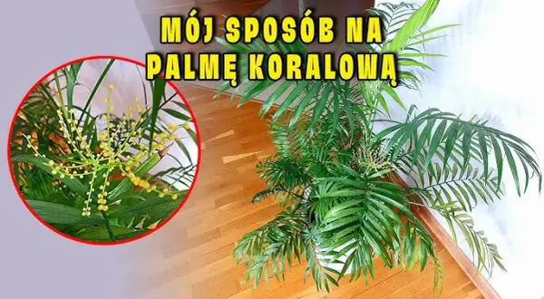 Jak kwitnie palma: sekrety kwitnienia i pielęgnacji różnych gatunków