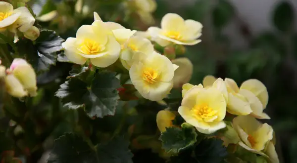 En grupp ljusgula begoniablommor med mörkgröna blad. Olika blommor sorter kan ge en vacker färgklick i trädgården.