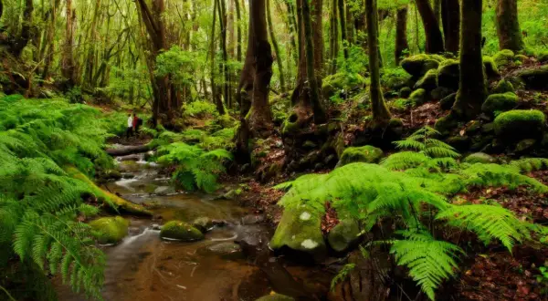 Mglisty las laurowy na La Gomera, z paprociami i strumieniem. Gęsta roślinność i mrok mogą być przyczyną błądzenia.