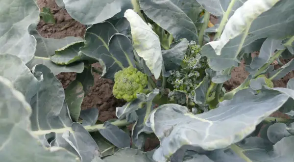 Jak uprawiać brokuły w ogródku: proste sposoby na zdrowe plony