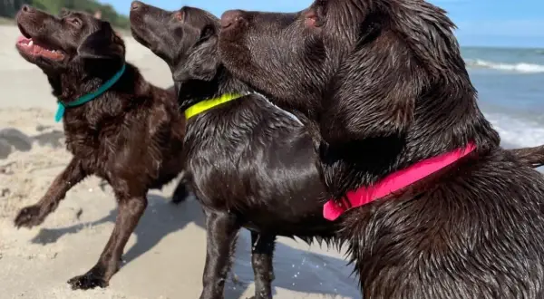 Trzy mokre labradory na plaży, każdy w kolorowej obroży. Jeden z nich ma obrożę dla labradora w kolorze fuksji.