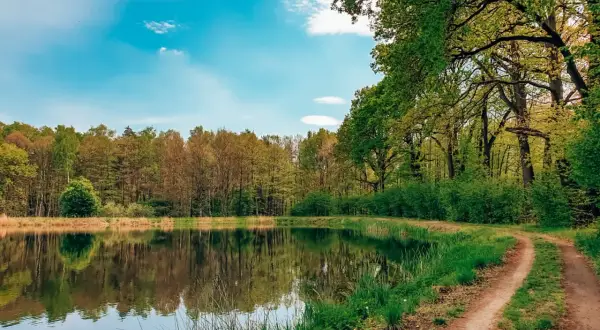 Spokojny dzień nad jeziorem, gdzie ścieżka wije się wśród zieleni. Pojezierze Palowickie zachwyca odbiciem drzew w tafli wody.