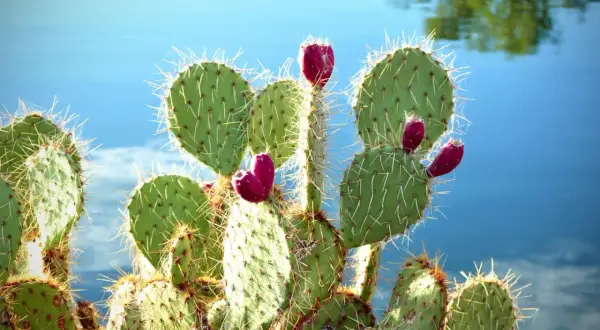 Opuntia ficus indica mit leuchtend roten Früchten vor blauem Wasser.