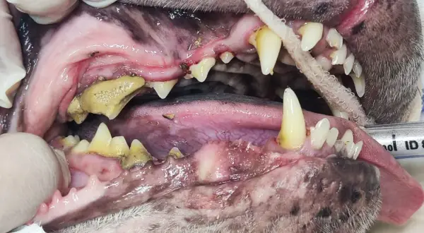 Boca de perro con sarro severo. Consulta el precio de limpieza dental para perros y mejora su salud bucal.