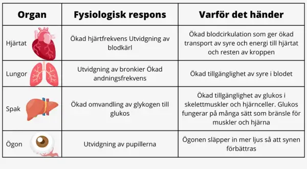 Tabell som visar kroppens fysiologiska respons vid stress: hjärtat pumpar snabbare, lungorna vidgas, levern frigör glukos och ögonen vidgas för bättre syn.