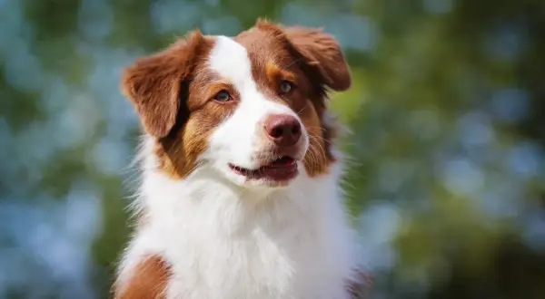 Ein wunderschöner Collie Australian Shepherd Mix mit braun-weißer Fellzeichnung blickt neugierig in die Ferne.