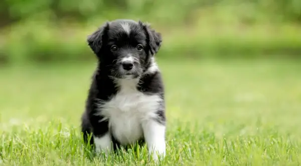 Urocza miniaturka border collie siedzi na zielonej trawie, z zaciekawieniem patrząc w obiektyw.