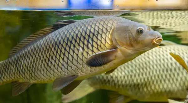 Une carpe à grosse tête nage près de la surface de l'eau, ses écailles dorées reflétant la lumière.