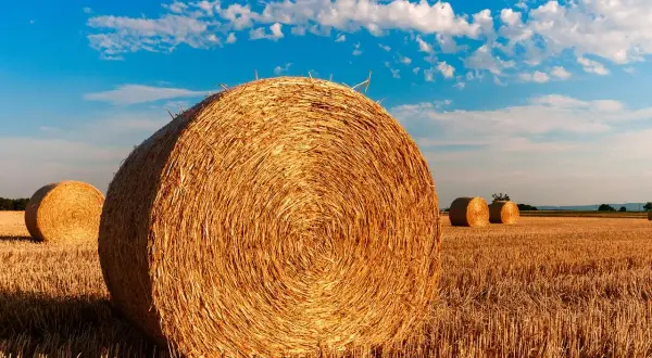 Złote baloty siana na polu pod błękitnym niebem. Zastanawiasz się, ile waży balot siana?