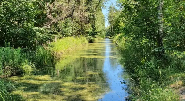 Ein schmaler, von üppiger Vegetation gesäumter Wasserlauf im Spandauer Forst. Das Wasser ist von Algen bedeckt, die grünen Ufer sind dicht bewachsen.