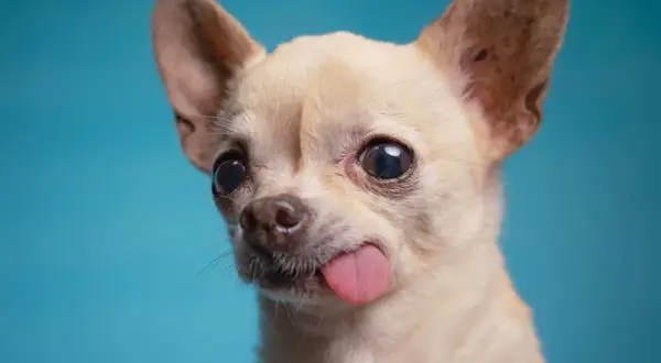 Un chihuahua con orejas puntiagudas y ojos grandes saca la lengua, luciendo como una pequeña chihuahua cabeza de venado.