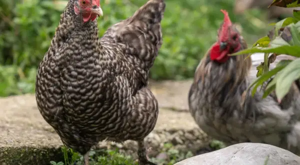 Zwei Hühner im Freien, eines im Vordergrund mit detailliertem Gefieder, das auf eine gesunde Verdauung bei Hühnern hindeutet.